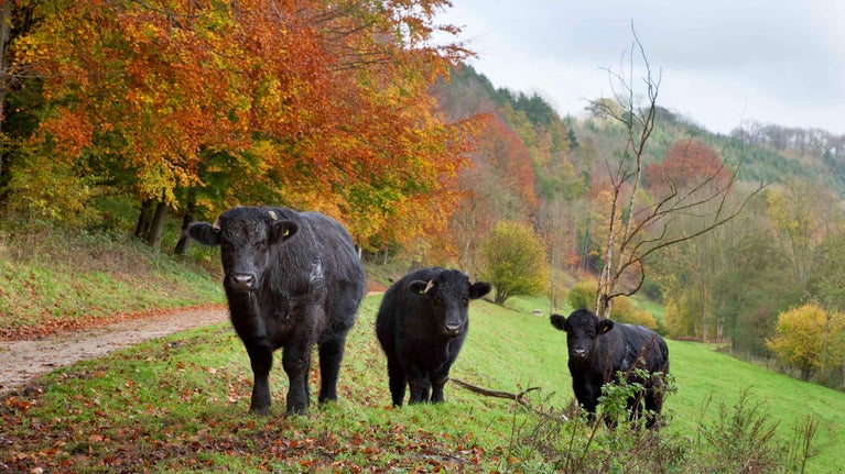 Cattle grazing by the track through the valley at Woodchester Park, with autumnal trees in the background